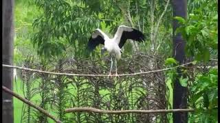 Wood Stork Release