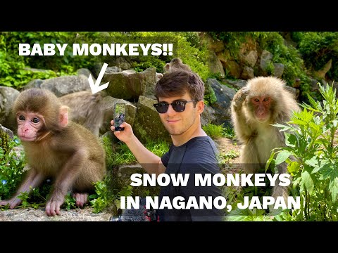 JIGOKUDANI SNOW MONKEY PARK IN SPRING!! (RYOKAN, NAGANO, JAPAN)