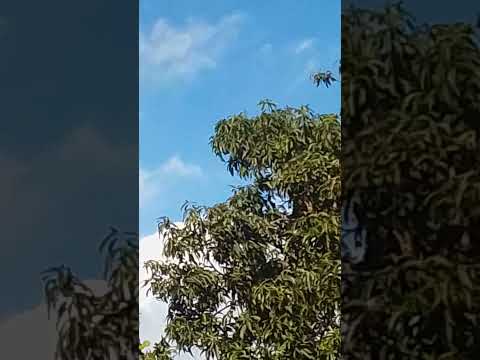 Avião cai no americano do Brasil Goiás!