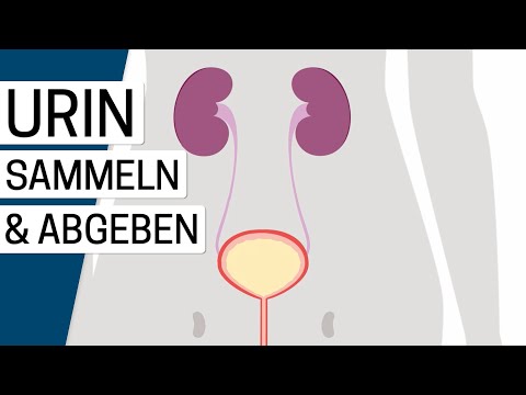 Wie funktioniert die Harnblase?