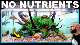 I've Been Making Planted Tanks WRONG! NO Substrate Aquarium
