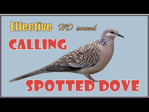 Spotted doves calling! Very effective HD sound (pantawag para lumapit ang bato-bato)