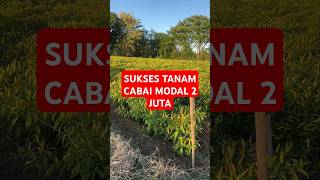 Download lagu Banyuwangi Farmer Finds Success Growing Chilies with a 2 Million Capital mp3