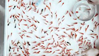 Jonny Faith - Firefly(Clap! Clap! Remix) [ripped]