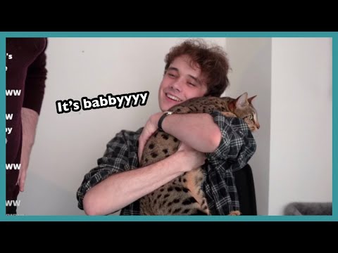 Wilbur Soot loves cats