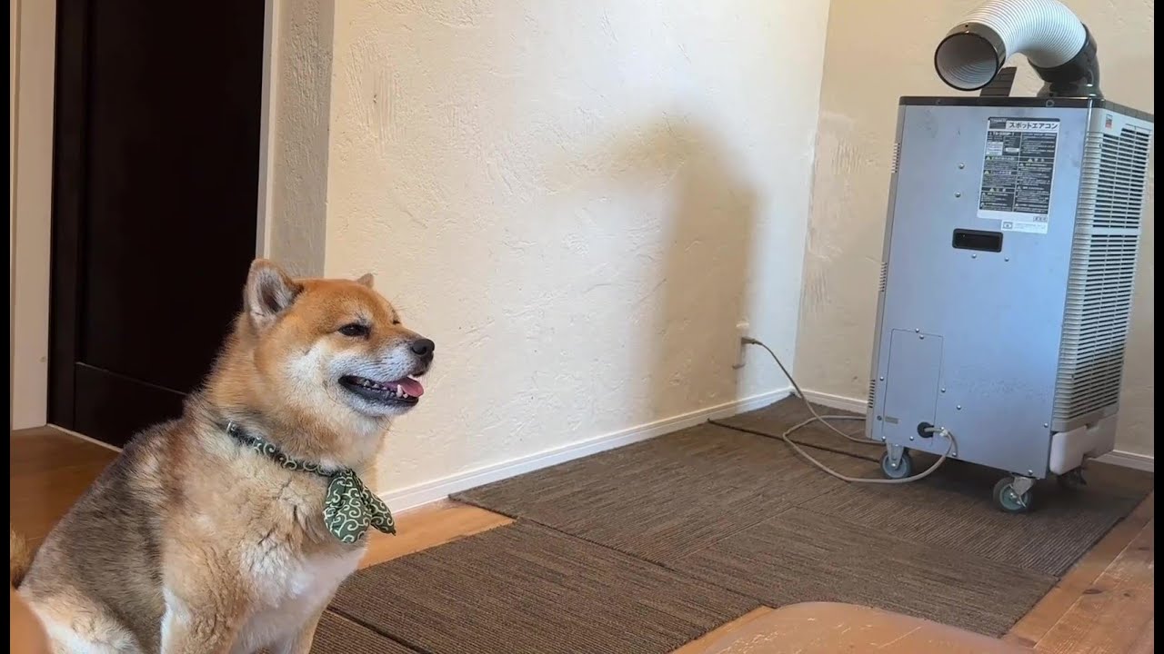 真夏にエアコンが壊れて地獄の一週間を過ごした柴犬