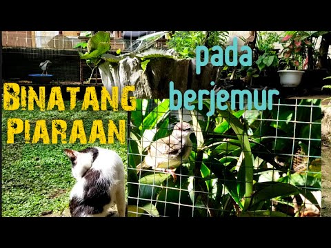#PecintaTanaman&Binatang Binatang Piaraan Pada Berjemur