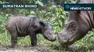 Critically endangered Sumatran rhino born in Indonesia