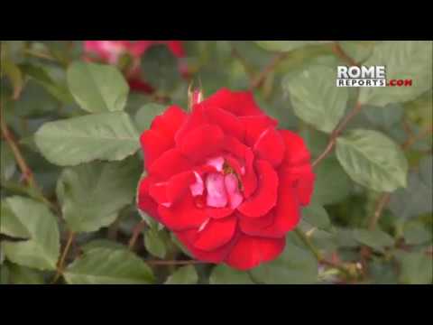 Rome's great garden with 1,100 specimens of roses
