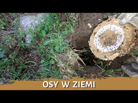 Wasps in the ground - wasp nest removal - complete elimination - wasp nest - hornets