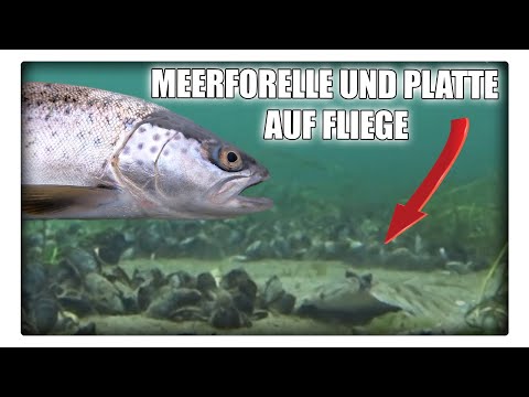 Meerforelle und Plattfisch auf Fliege + Tipps zur Schnur, Montage und Fliegenwahl
