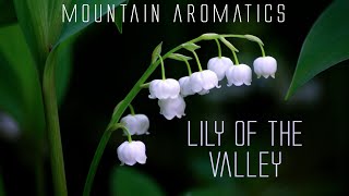 Lily of The Valley - Creating Perfume at Home - Floral Aroma