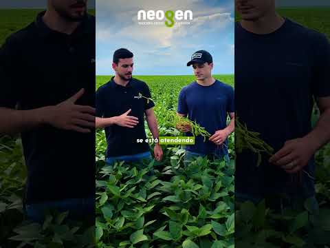 O Campo tá ON em Fortaleza dos Nogueiras - MA 💚🌱#shorts