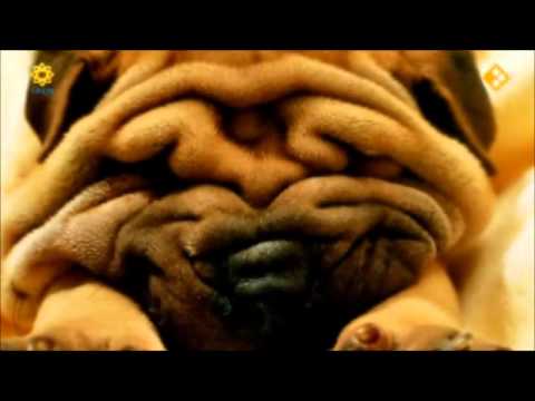 Tros Radar over gezondheidsproblemen bij rashonden deel 1