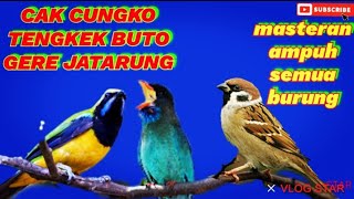 Download lagu MASTERING MURAI BATU - CUCAK CUNGKO - TENGKEK BUTO - GEREJA TARUNG mp3
