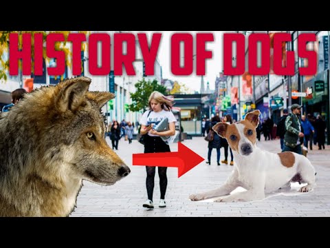 A brief history of Dogs
