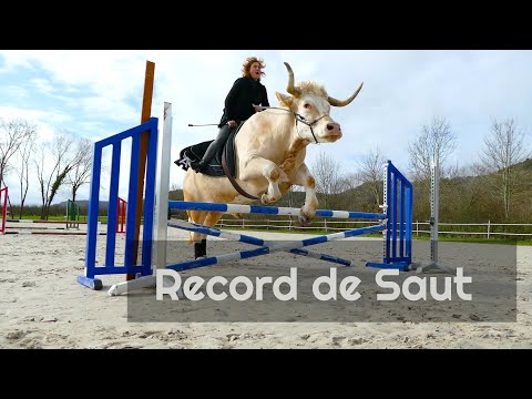 Aston, the Jumping Bull Official Record !