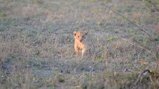 Close call as buffalo charges lion cub