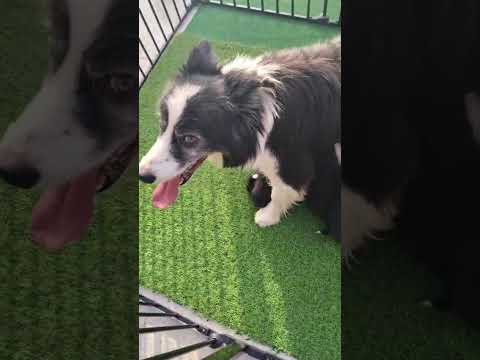 Vendita Cuccioli di Border collie