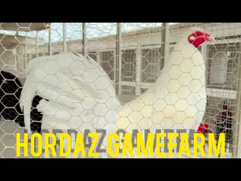 HORDAZ GAMEFARM - White Claret Asil