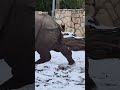 Tiny Deer Spars With 1 700 Kilogram Rhino At Polish Zoo 10 News