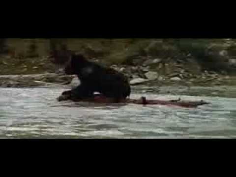 Little Bear Chased By Puma