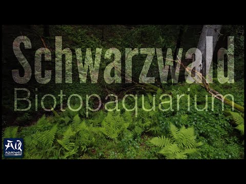 The simply enormous Black Forest biotope paludarium | AquaOwner