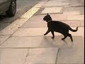 Where S The Cat Gone 1994 2Point4 Children