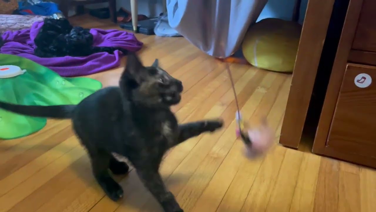 Enlarge Knit, a Adoptable Domestic Short Hair in St. Paul, MN video 6/6
