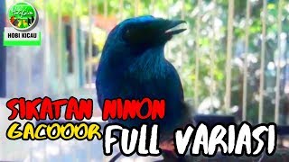 Download lagu Suara Burung SELENDANG BIRU Gacor LANTANG FULL VARIASI mp3 Download lagu Suara Burung SELENDANG BIRU Gacor LANTANG FULL VARIASI mp3