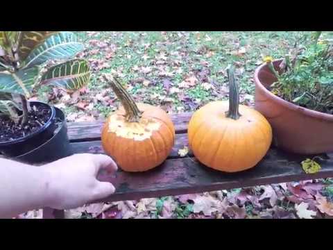 All worm bags & bins fed, including outdoor bin, after 8 days - vermicomposting with VermiBags Vermi