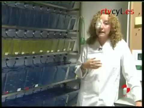 El asombroso hallazgo del CONICET sobre el pez cebra que podría cambiar la medicina