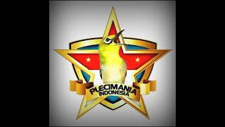 Download lagu Masteran pleci nembak tulit tulit sejalur mp3
