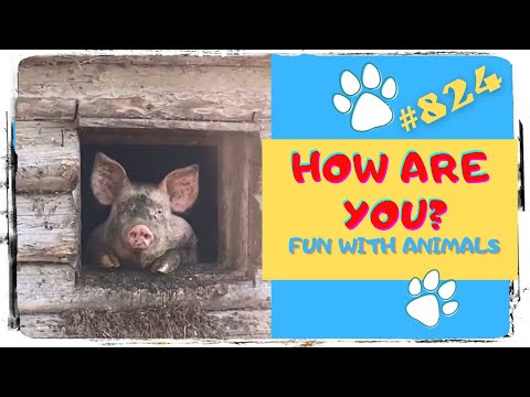 Funny Animals 🐰 Funny Video 😹 #BroAnimals 🙈 - 824
