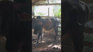 O boi tá pulando tanto que vai cair na panela!