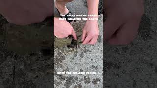 Download lagu Yeti Krabs #interesting #facts #krab #scientific_world mp3