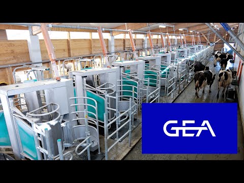 Take a closer look at the DairyRobot R9650 in action and discover the future of batch milking!