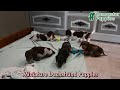 Miniature Dachshund dogs for sale: Melody - Video 1