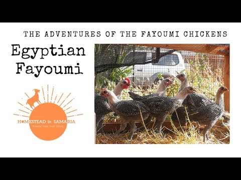 , title : 'The adventures of the Fayoumi chickens'