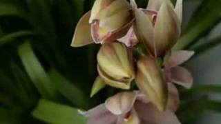 Psychic TV - The Orchids