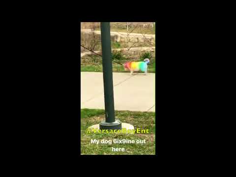 Gummo remix for Dog that looks like 6ix9ine