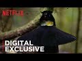 Our Planet | Birds Of Paradise | Exclusive Clip | Netflix