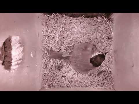 2022 03 30 Die Mama Kohlmeise kommt ins Bettchen