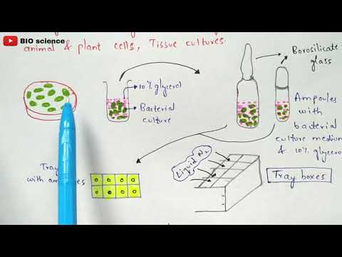 POINT MUTATION BY PHANINDRA GUPTHA