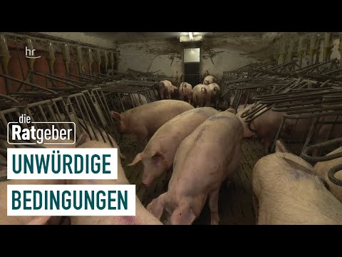 Ausweg aus der Fleischproduktion - Rettet das Schwein | Die Ratgeber