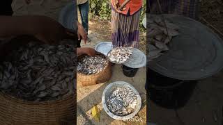 Download lagu Buying Small Fish ( Mola, Puti, Bayim) From Syhlet -  Moulovibazar Highway. mp3