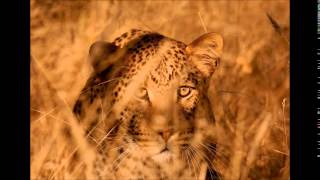 Musikana   (Delorme)