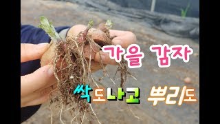 가을감자 파종 뿌리가 길게 나왔어요,가을감자 심는시기 감자재배법 Potato cultivation metho…