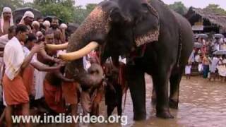 Elephant feeding at Akkare Kottiyoor temple