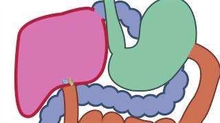 WonderGrove: What Does Sugar Do to Your Body?